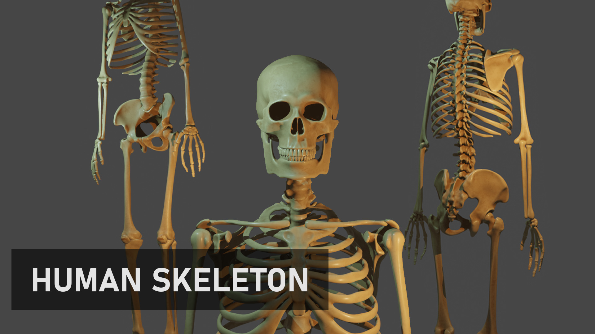 Human Skeleton