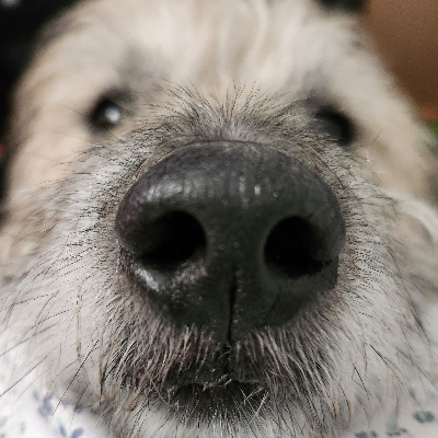 Odin the Doggo